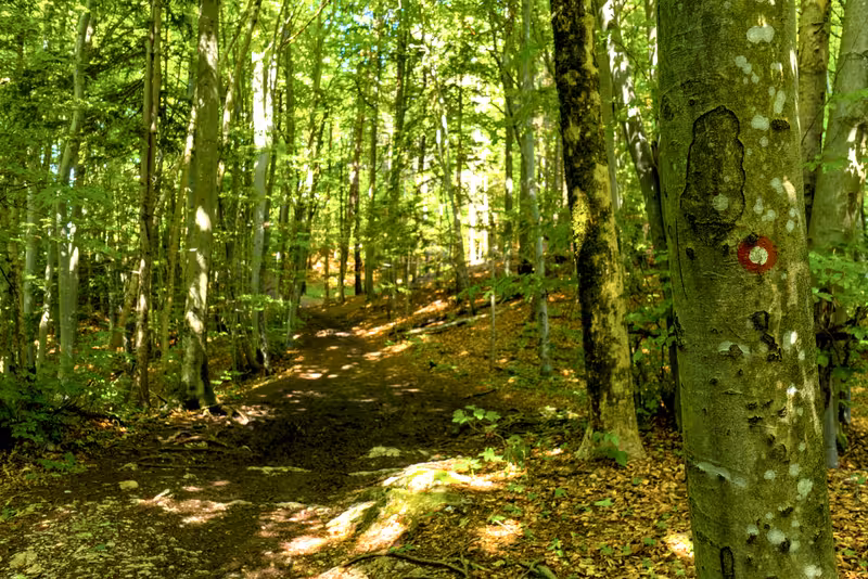The path.