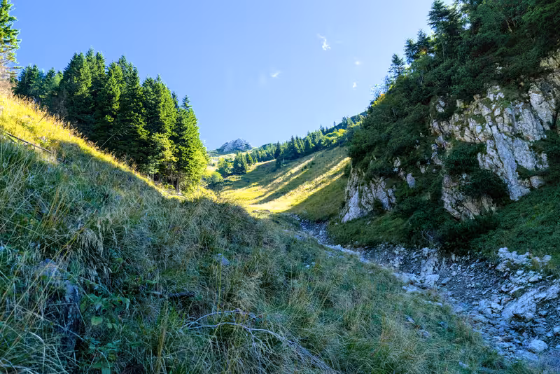 The path.