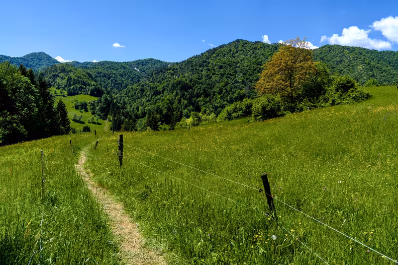 The path.