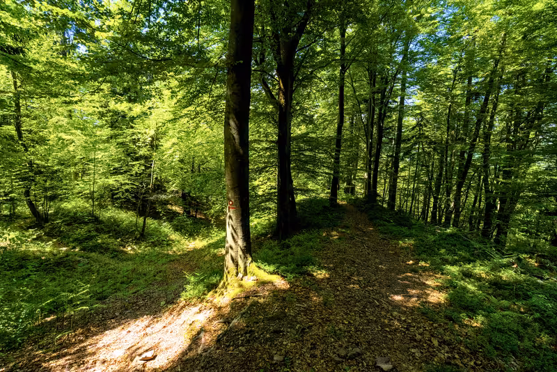 2 paths with a tree in the middle. A marker on the tree indicates to go left.