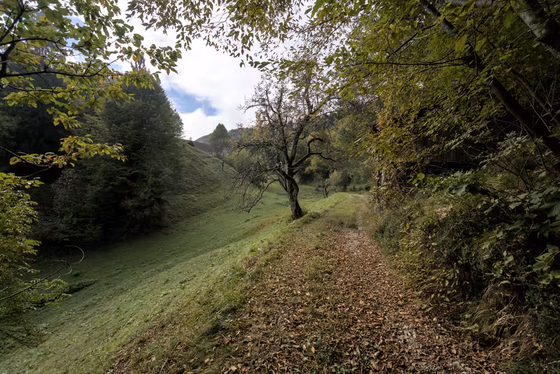 The path.