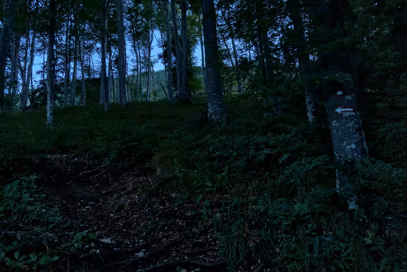 The path.