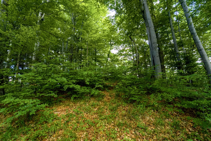 The path.