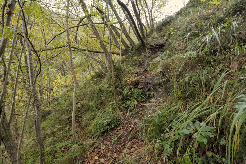 The forest trail.