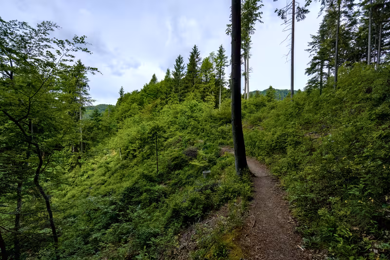 The path.