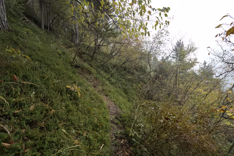 The forest trail.