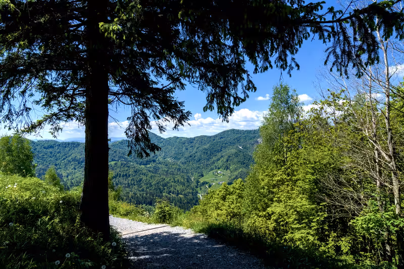 The path.