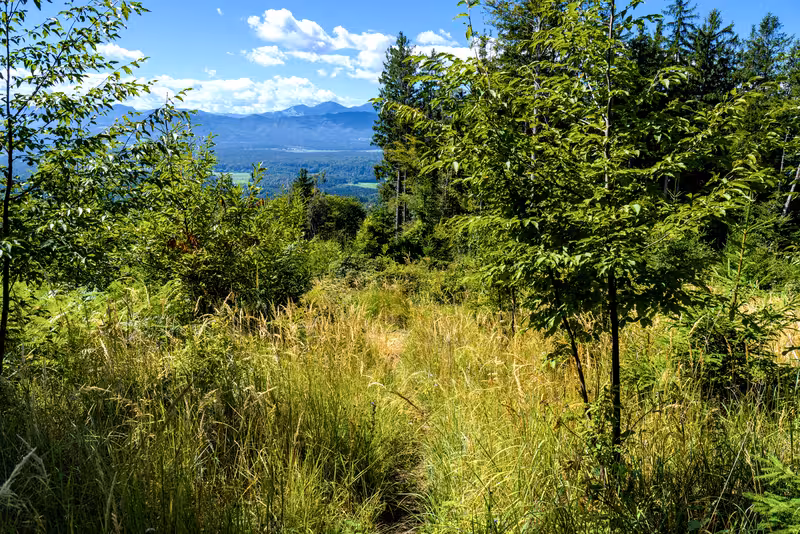The path.