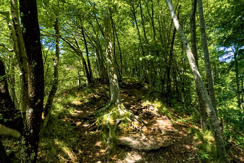 The path.