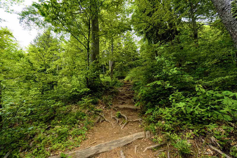 The path.
