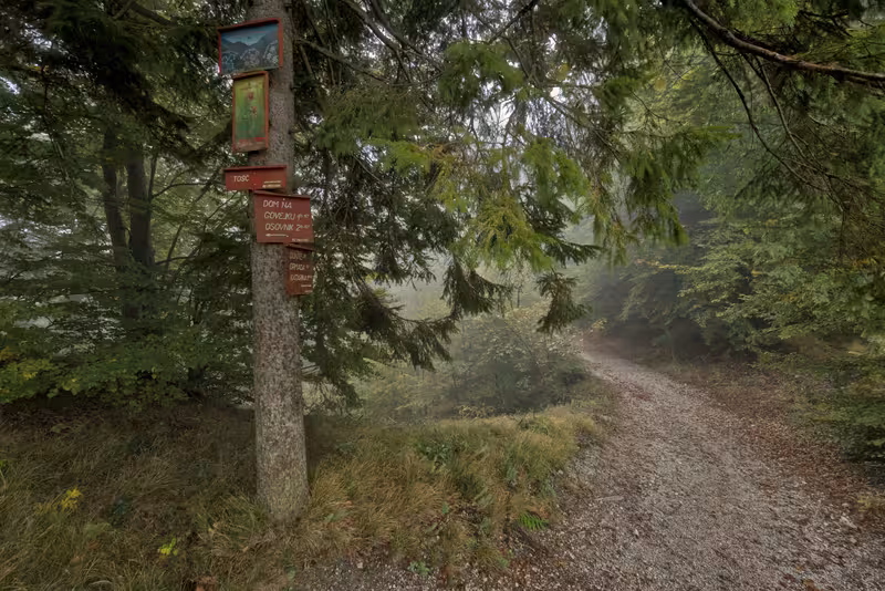 The path.