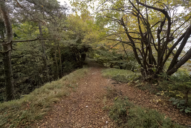 The path.