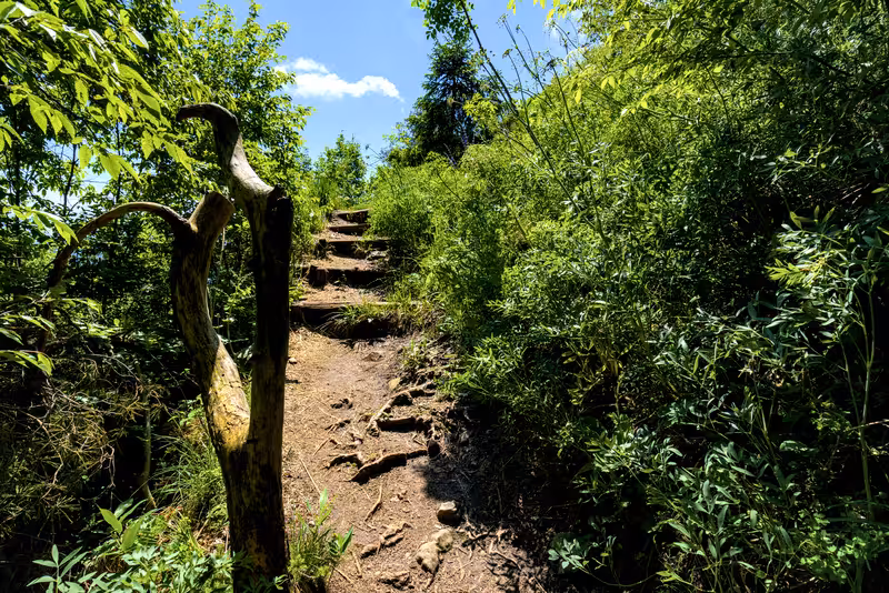 The path.