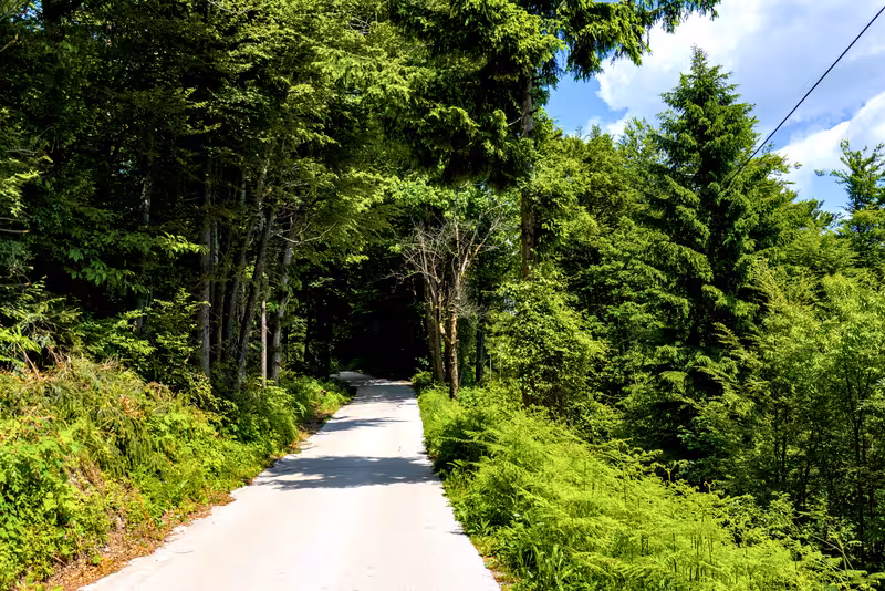 The road.
