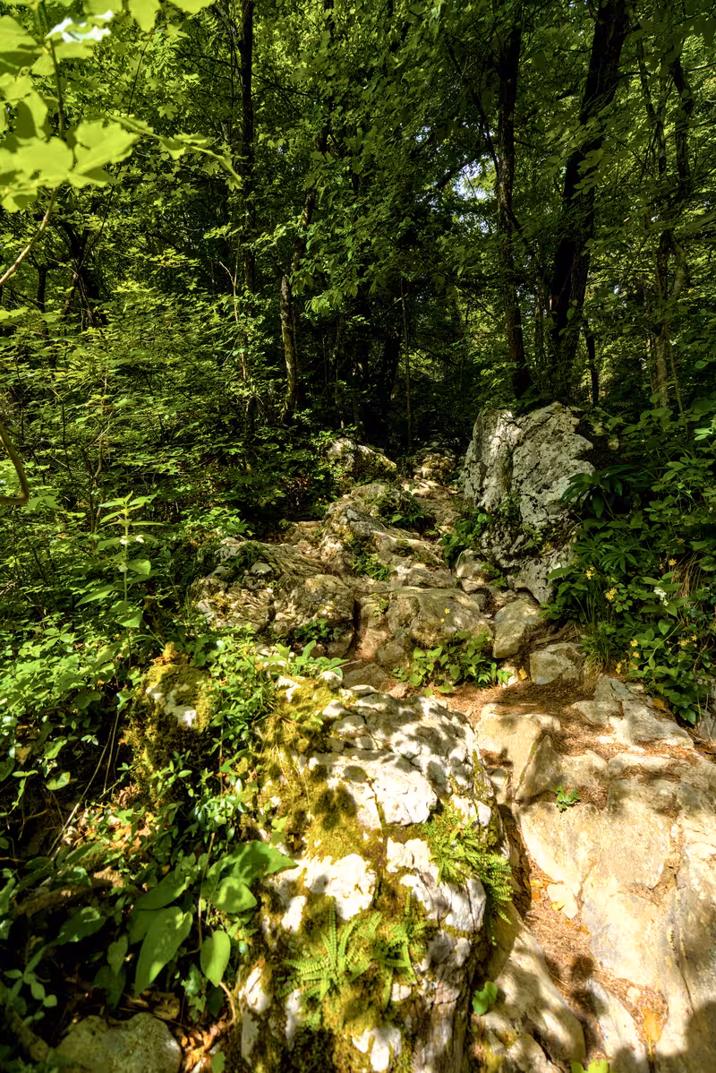 The path.