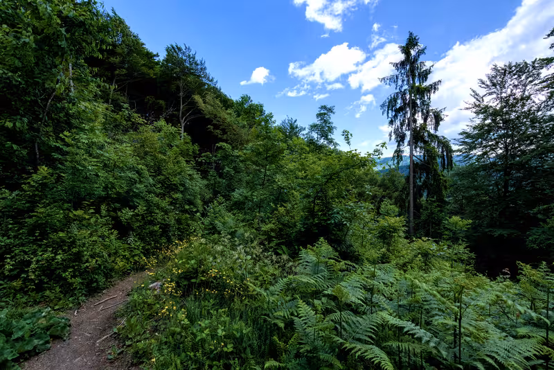 The path.