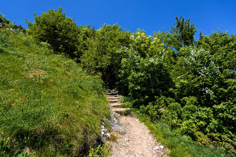 The path.