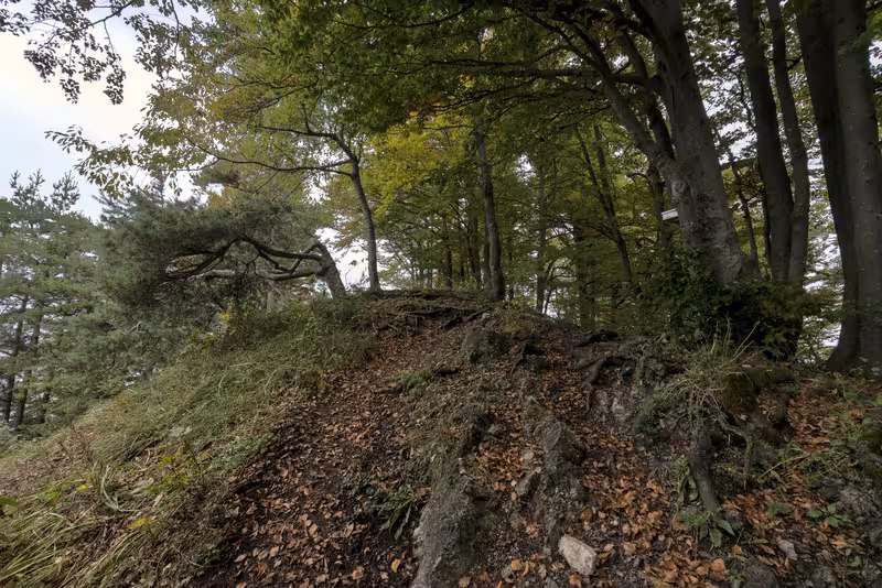The path.