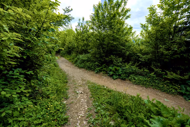 The path.
