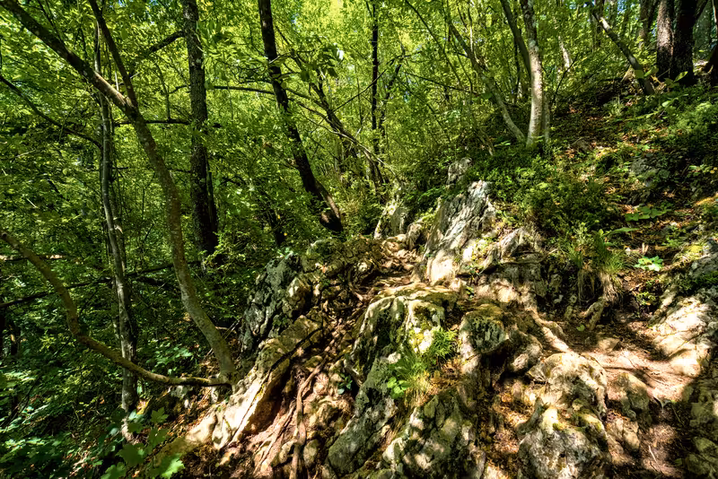 The path.