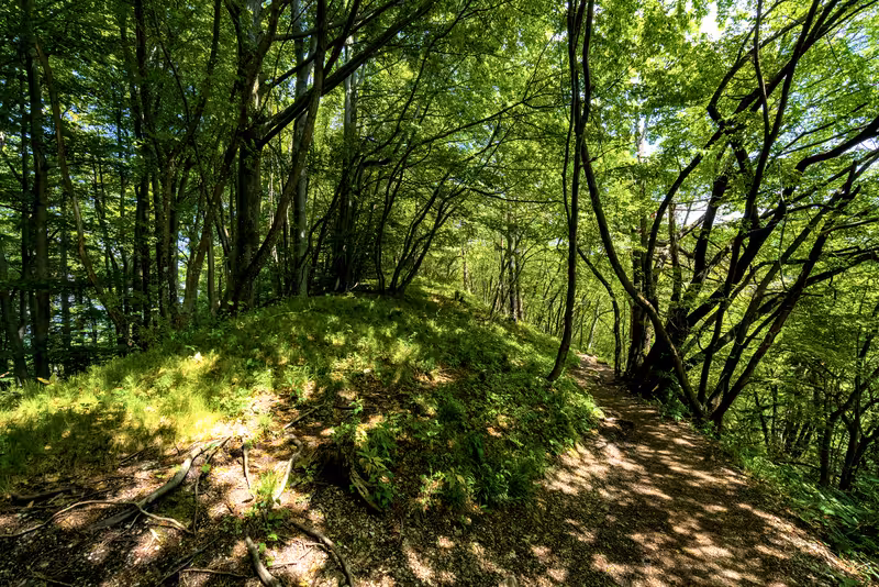 The path.