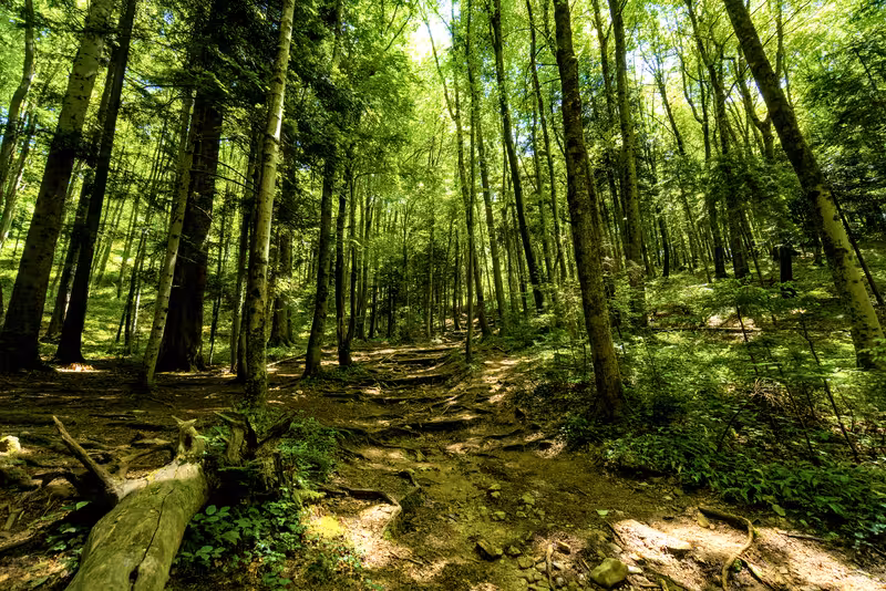 The path.
