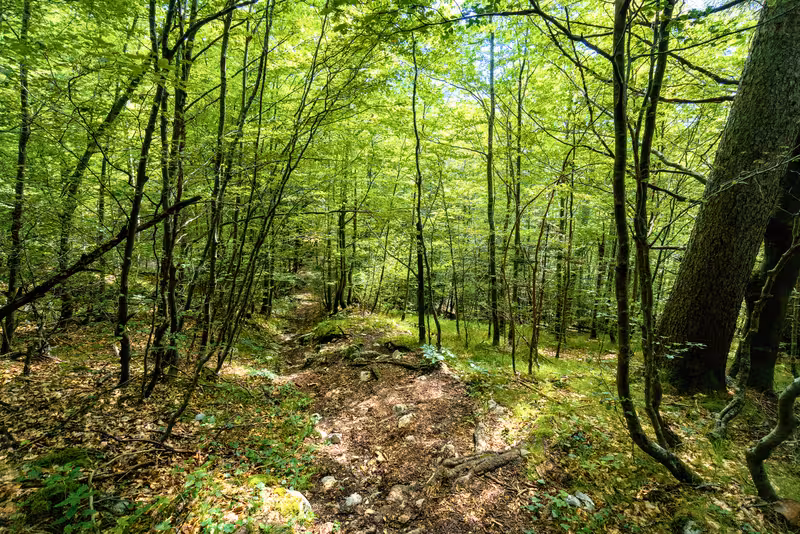 The path.
