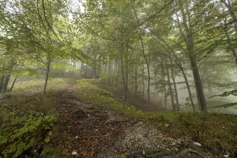 The path.