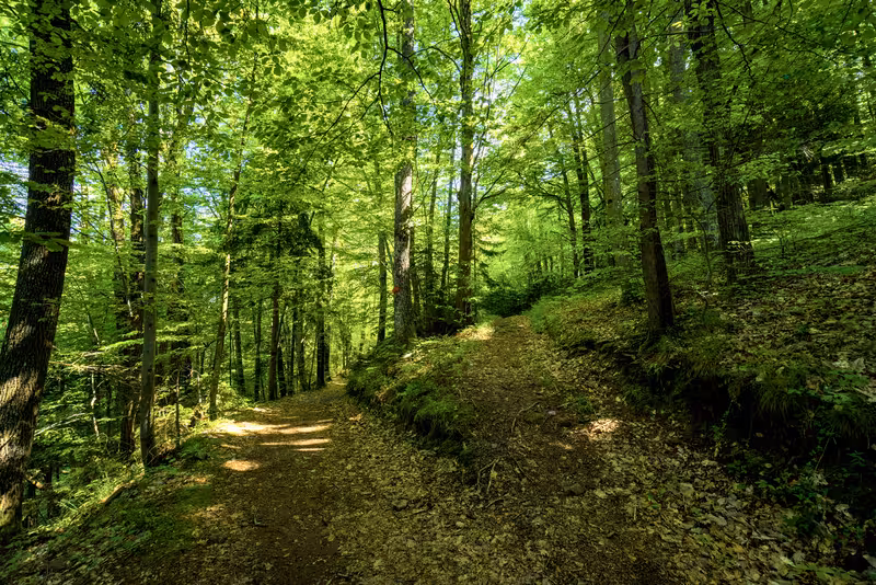 2 paths in the forest.