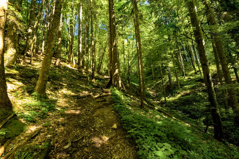 The path.
