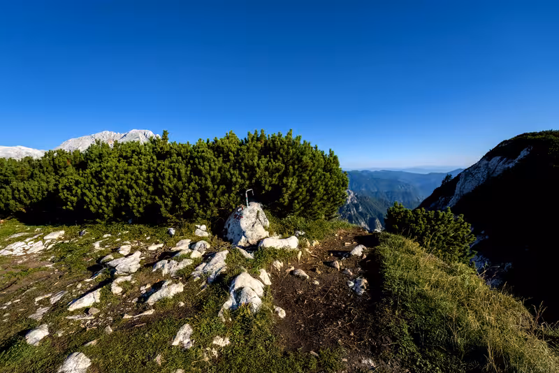 Mrežce.