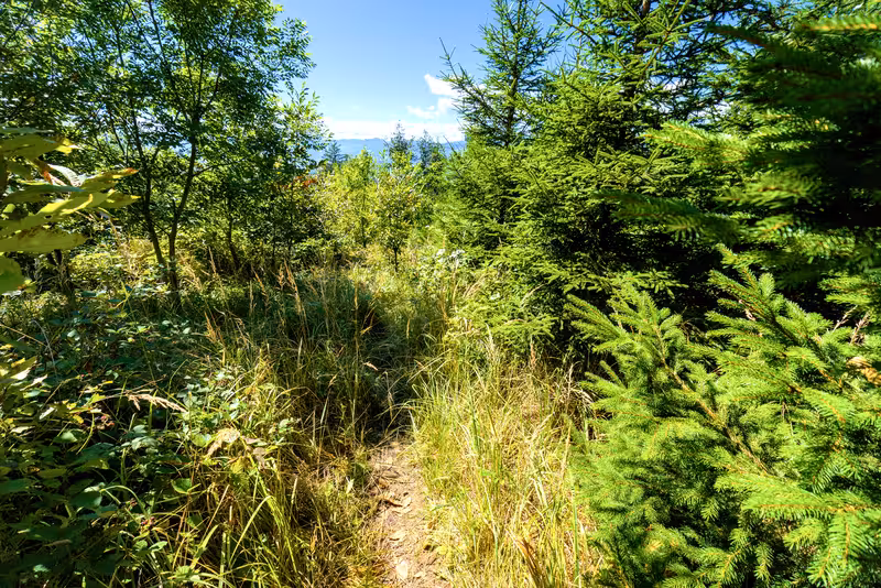 The path.
