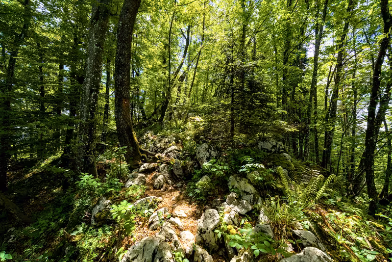 The path.