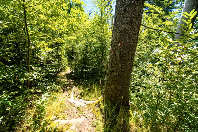 The path.