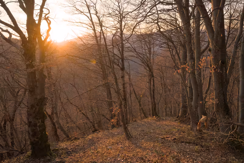 The sun setting through the forest.