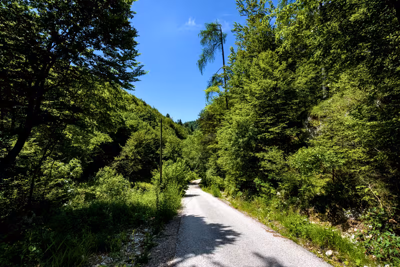 The path.
