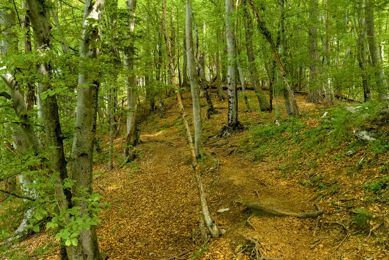 The path.