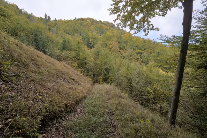 The path.