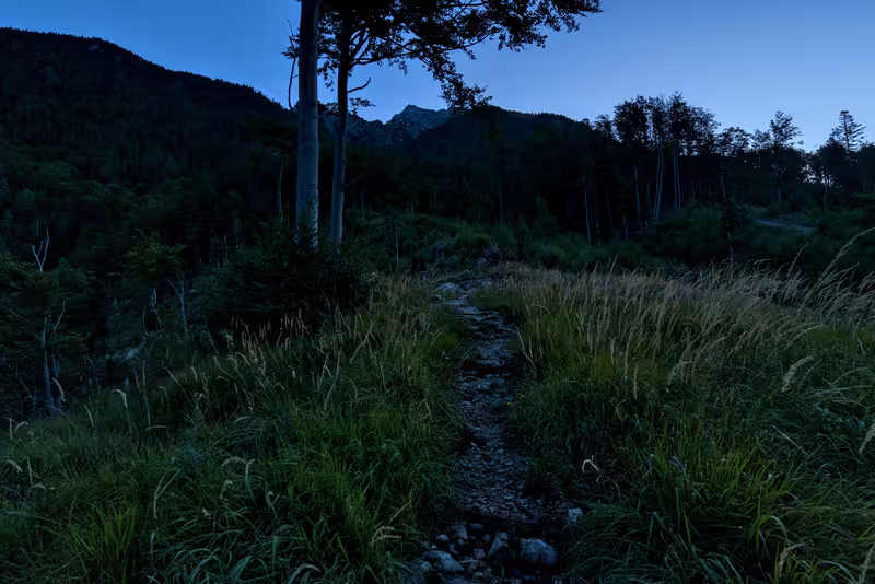 The path.