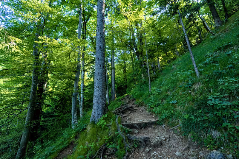 The path.