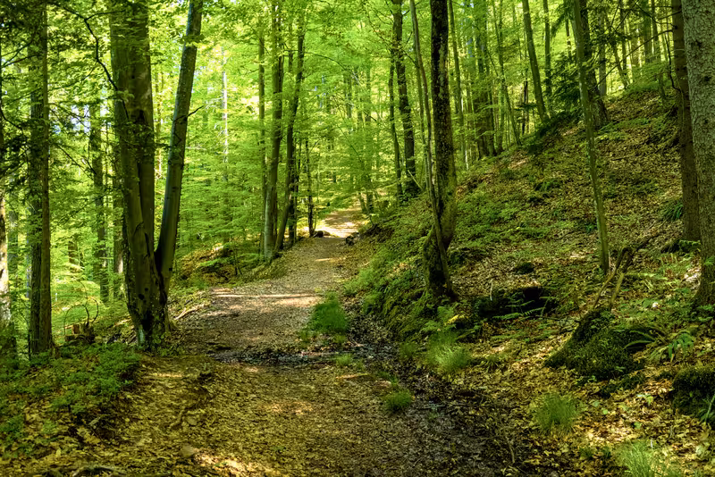 The path through the forest.