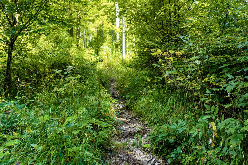 The path.