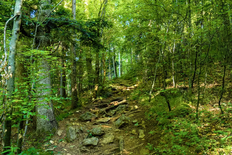 The path.