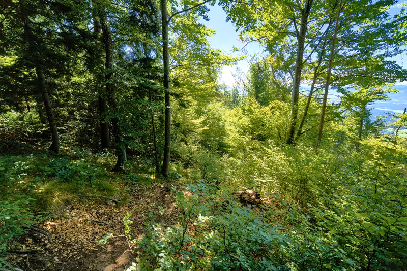 The path.