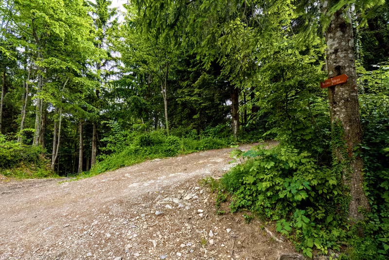The path.