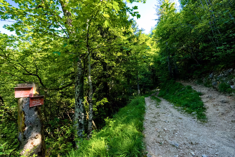The path.