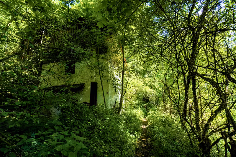 The path.