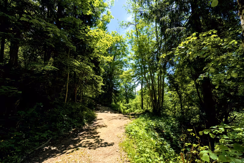 The path.