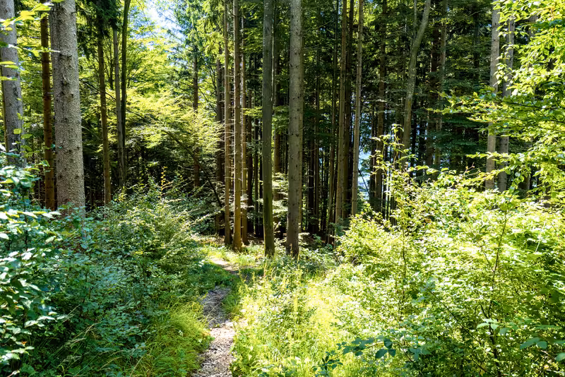 The path.