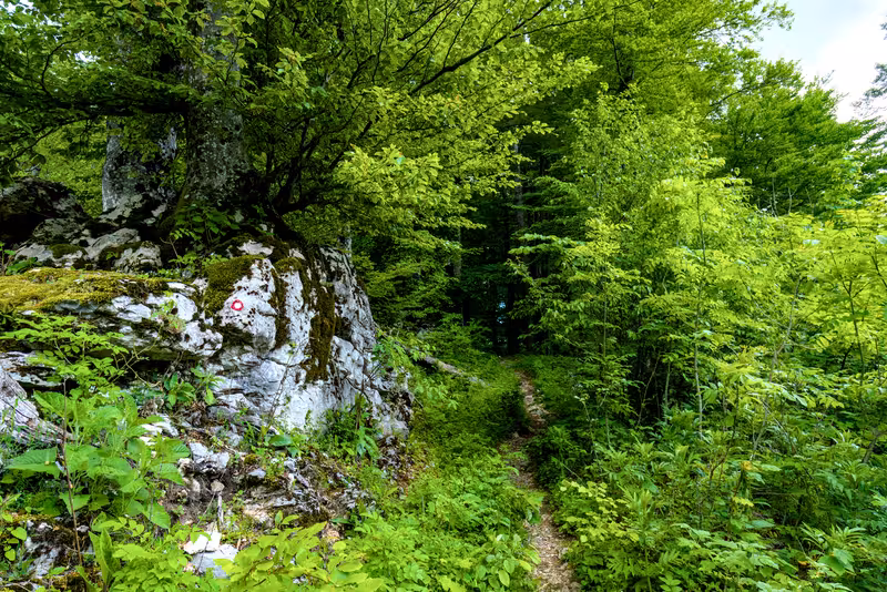The path.